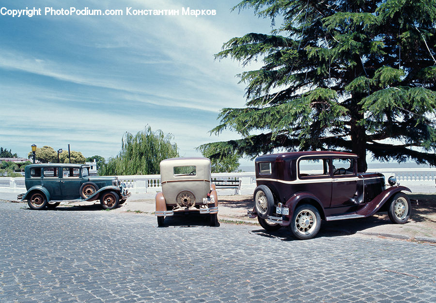 Car, Pickup Truck, Truck, Vehicle, Conifer, Fir, Plant