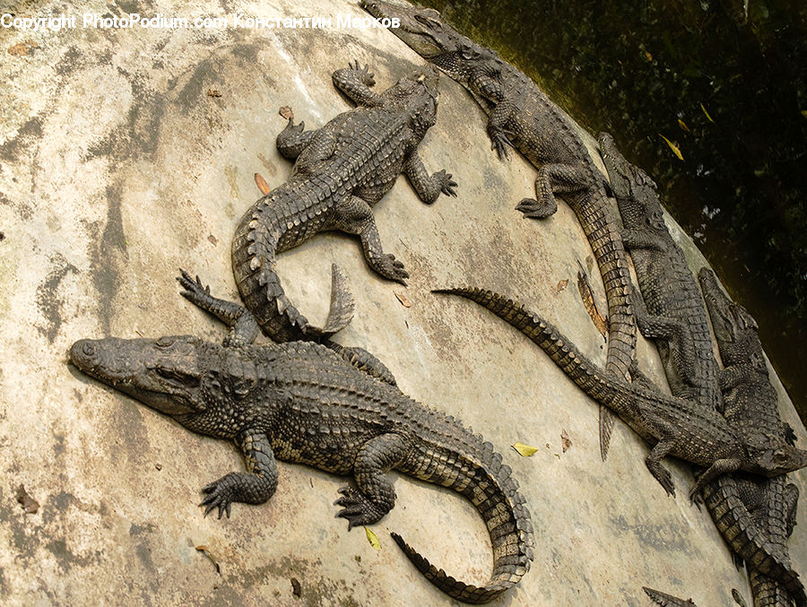 Alligator, Crocodile, Reptile, Lizard