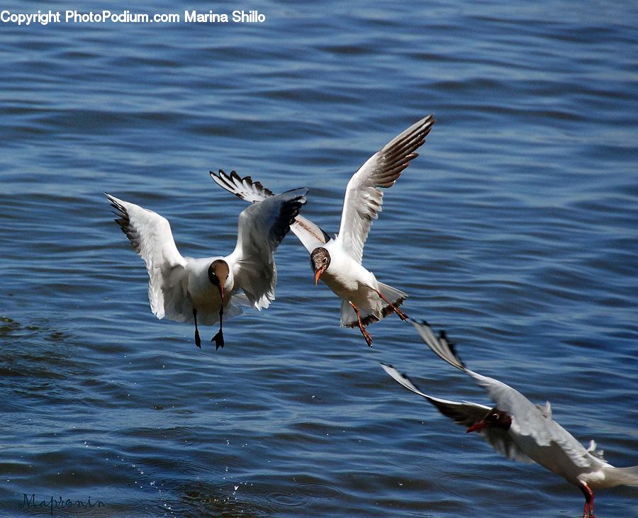 Bird, Seagull, Crane Bird, Heron, Waterfowl, Goose, Pelican