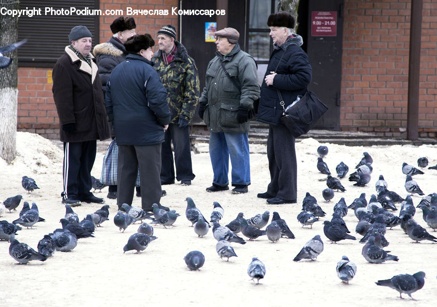 Human, People, Person, Bird, Pigeon, Dove, Clothing