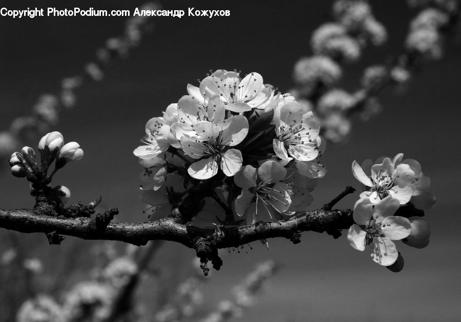 Blossom, Flora, Flower, Plant, Bud, Torso, Orchid