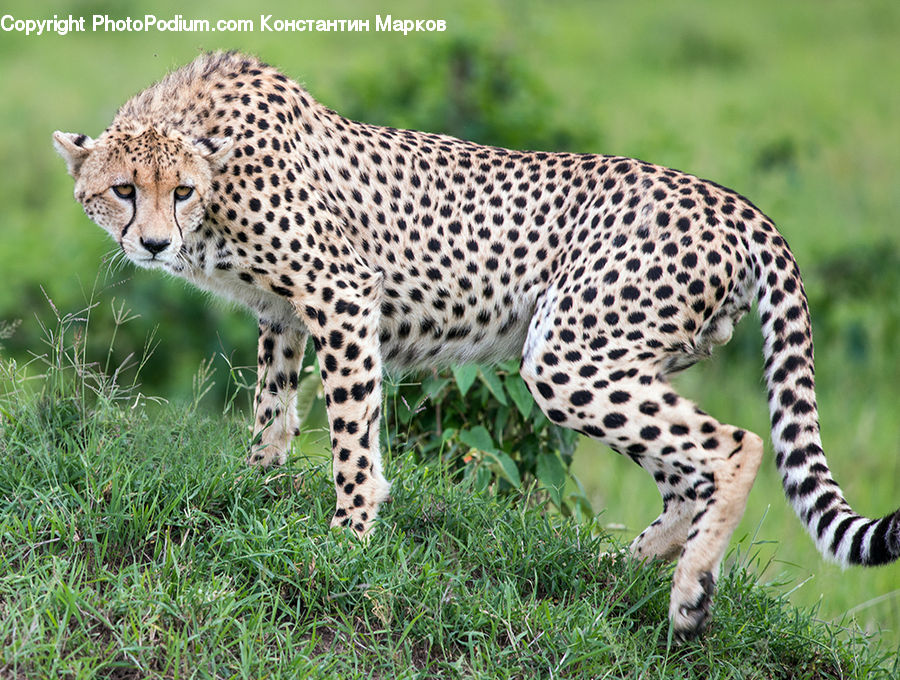Animal, Cheetah, Leopard, Wildlife, Jaguar