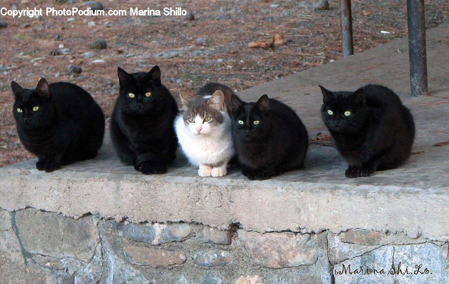 Animal, Black Cat, Cat, Mammal, Pet, Manx, Kitten