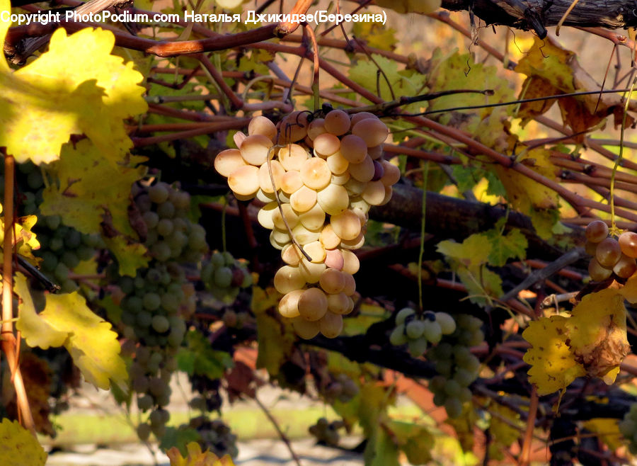 Fruit, Grapes, Plant, Vine, Potted Plant, Blossom, Flora