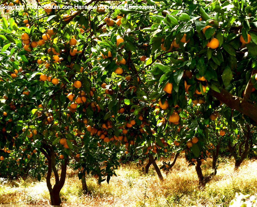 Citrus Fruit, Fruit, Grapefruit, Pomelo, Plant, Tree, Oak