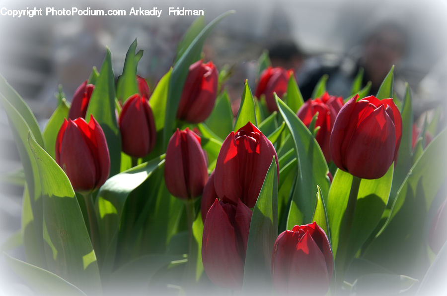 Blossom, Flora, Flower, Plant, Tulip, Potted Plant, Geranium
