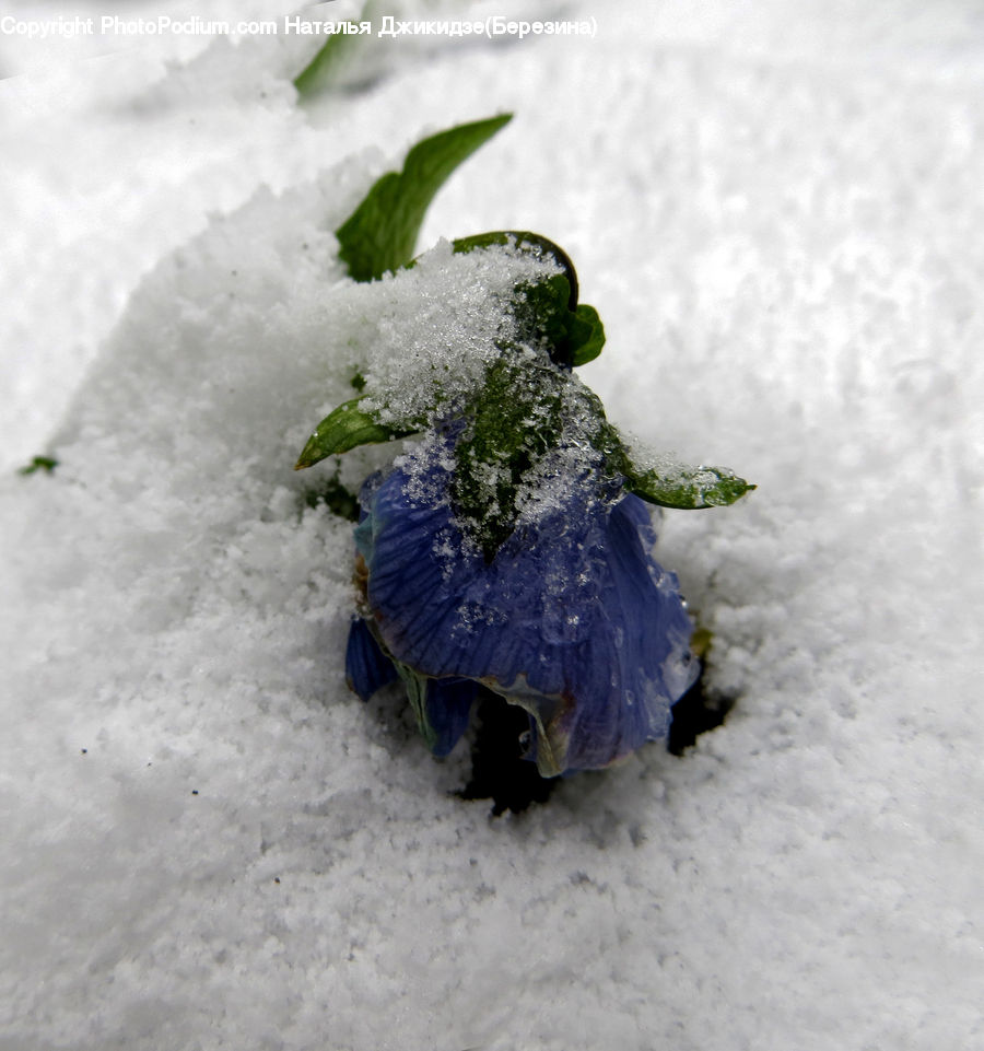 Plant, Ice, Outdoors, Snow, Frost, Blossom, Flora
