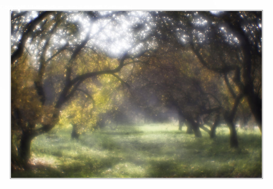 Oak, Tree, Wood, Light, Forest, Vegetation, Dirt Road