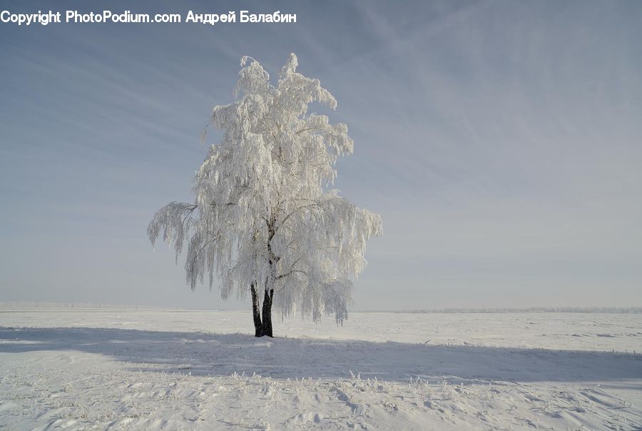 Frost, Ice, Outdoors, Snow, Plant, Tree, Landscape