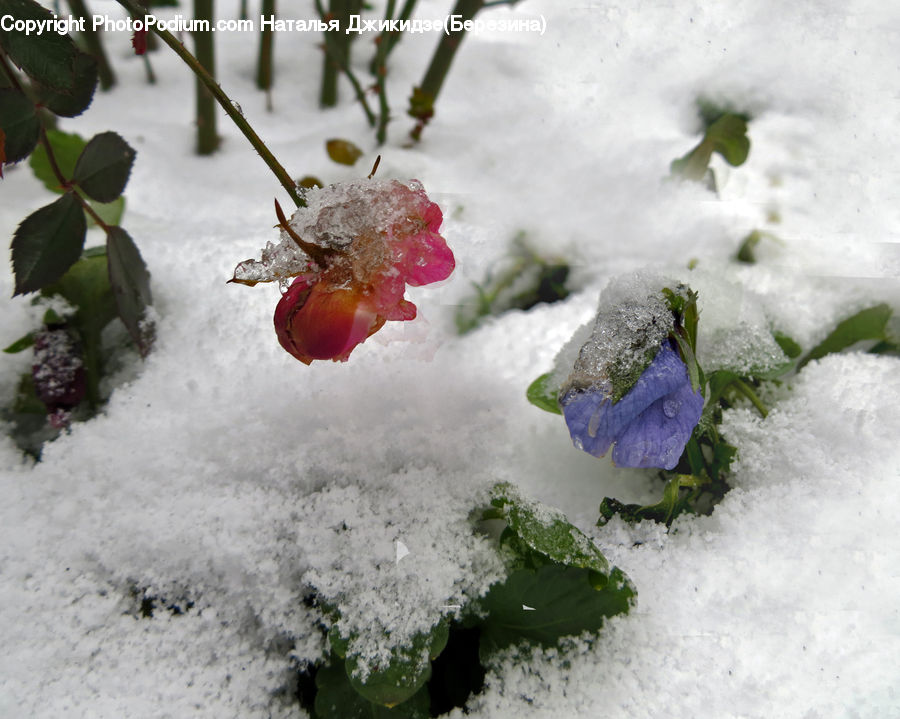 Plant, Vine, Ice, Outdoors, Snow, Blossom, Flora