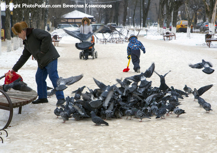 People, Person, Human, Bird, Pigeon, Dove