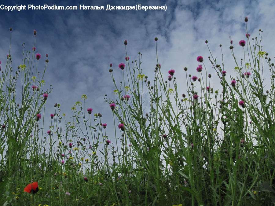 Cosmos, Field, Grass, Grassland, Plant, Fiber, Flax