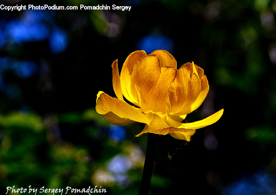 Blossom, Crocus, Flora, Flower, Plant, Tulip, Daisies