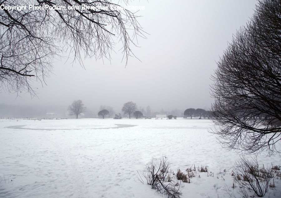 Ice, Outdoors, Snow, Frost, Plant, Tree