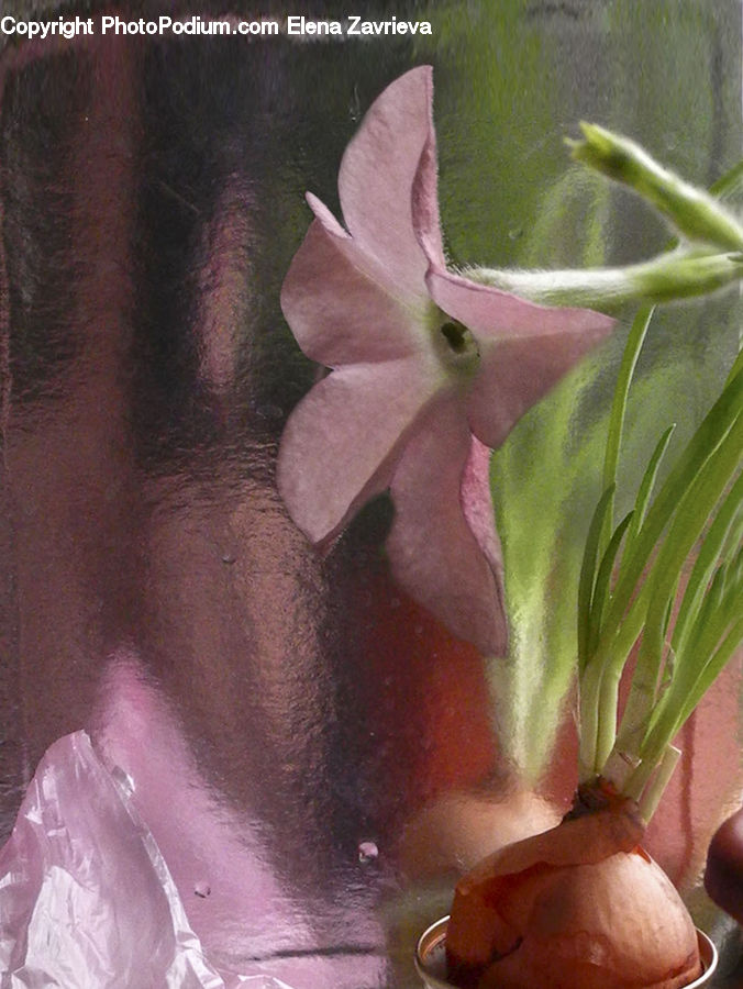 Flora, Flower, Gladiolus, Plant, Potted Plant, Blossom, Geranium