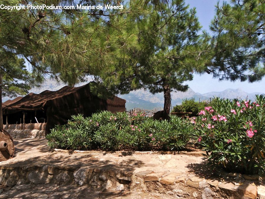Cabin, Hut, Rural, Shack, Shelter, Blossom, Flora