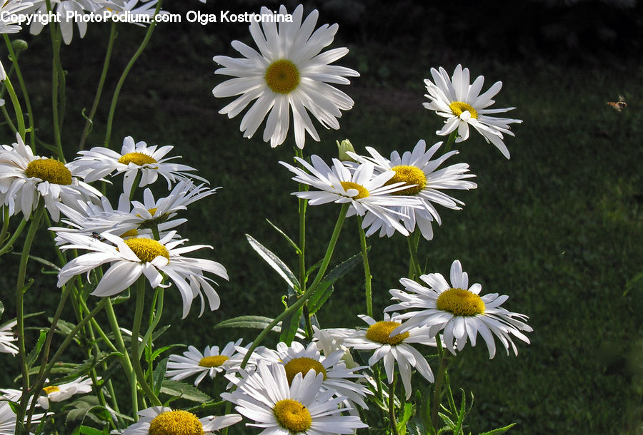 Daisies, Daisy, Flower, Plant, Blossom, Daffodil, Flora