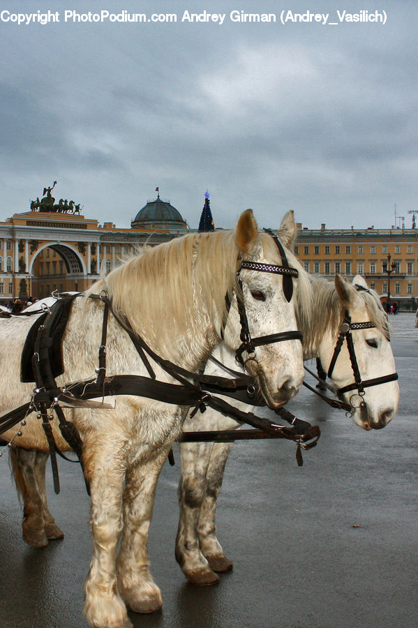 Animal, Horse, Mammal, Carriage, Horse Cart, Vehicle, Stallion