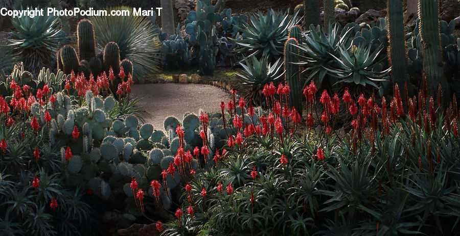 Aloe, Plant, Cactus, Blossom, Flora, Flower, Bush