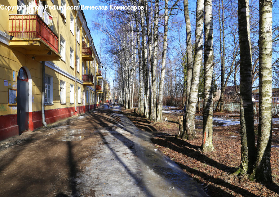 Dirt Road, Gravel, Road, Birch, Tree, Wood, Street