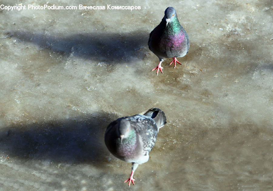 Bird, Pigeon, Dove, Duck, Teal, Waterfowl