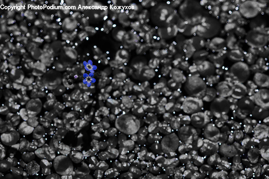 Bean, Produce, Vegetable, Blueberry, Fruit, Asphalt, Tarmac