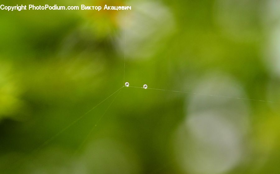 Light, Field, Grass, Grassland, Plant, Droplet, Blossom