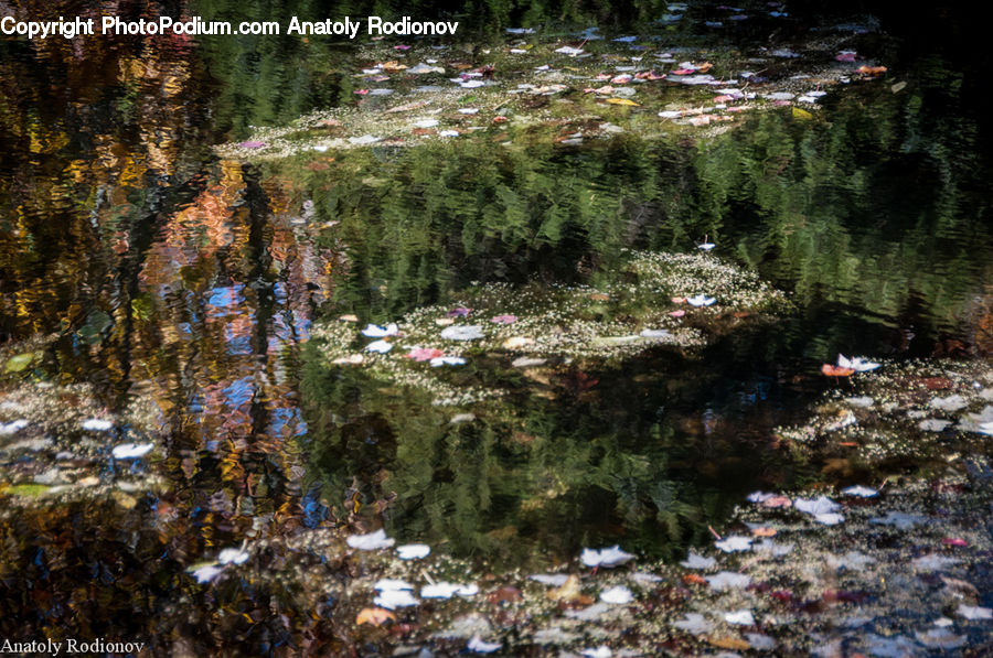 Creek, Outdoors, River, Water, Land, Marsh, Pond