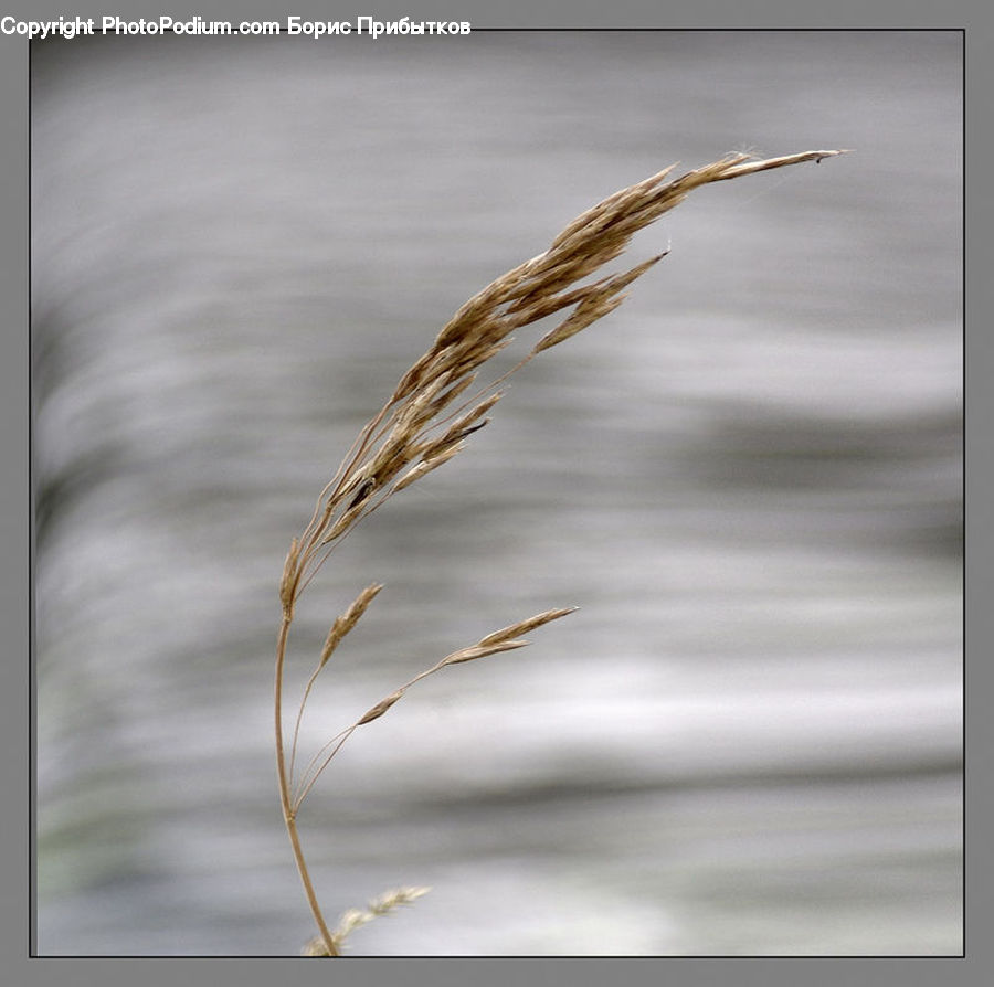 Grass, Plant, Reed, Field, Grassland, Blossom, Flora