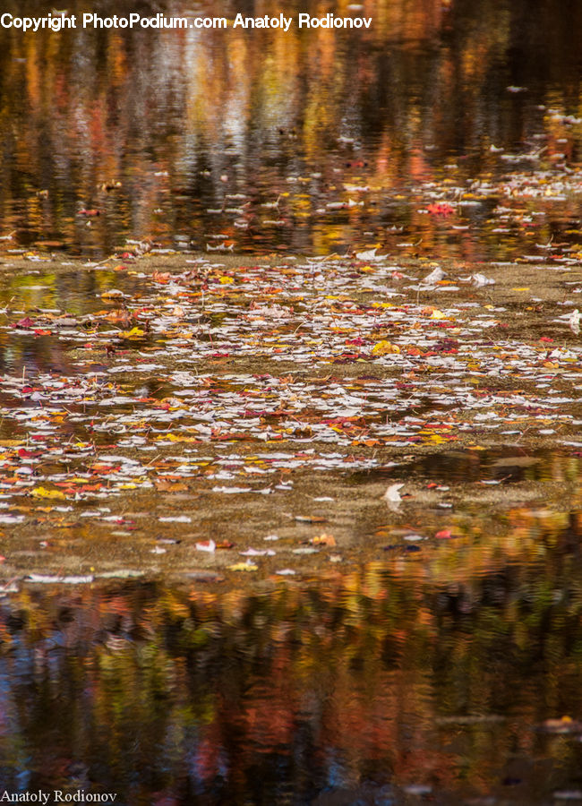 Water, Land, Marsh, Pond, Swamp