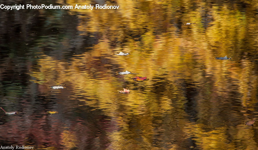 Outdoors, Ripple, Water, Field, Grass, Grassland, Plant