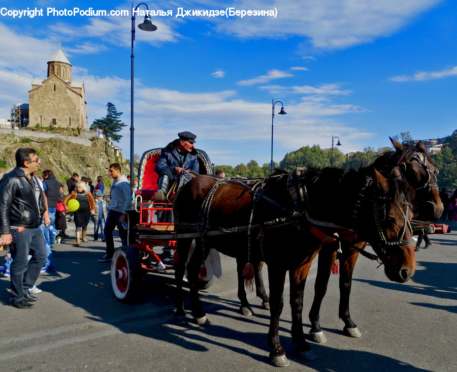 Human, People, Person, Animal, Horse, Mammal, Carriage