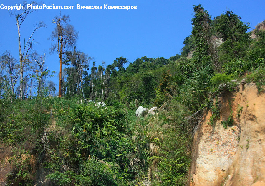 Outdoors, Wilderness, Landslide, Bush, Plant, Vegetation, Dirt Road