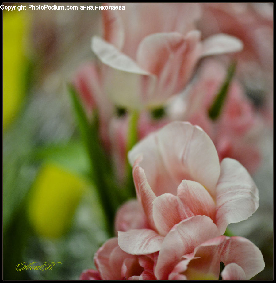 Blossom, Flora, Flower, Geranium, Plant, Lupin, Carnation