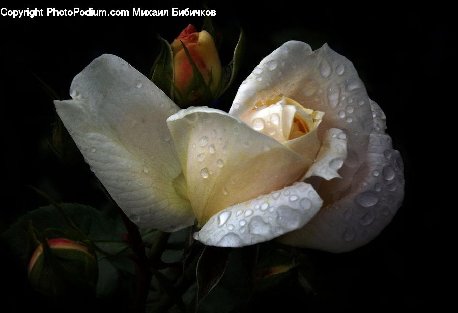 Blossom, Flower, Plant, Rose, Flora, Petal, Gladiolus