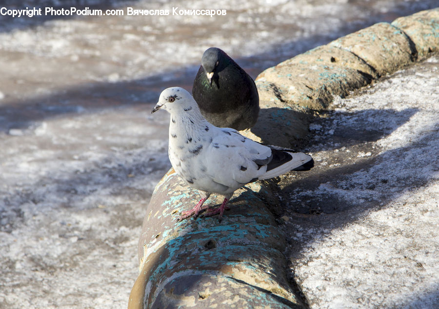 Bird, Pigeon, Dove, Arctic, Ice, Outdoors, Snow