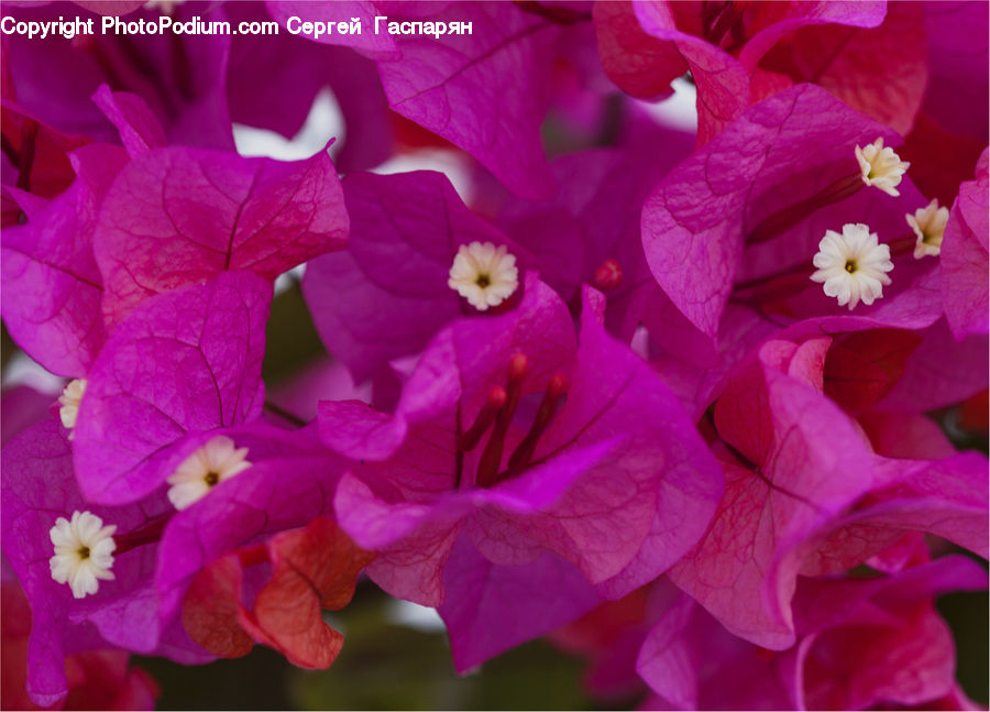 Blossom, Flora, Flower, Plant, Geranium, Gladiolus