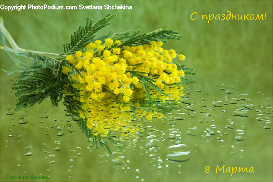 Flower, Mimosa, Plant, Dill, Blossom, Flora, Daisies