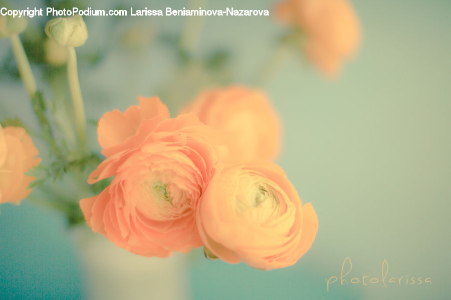 Blossom, Flower, Plant, Rose, Flower Arrangement, Flower Bouquet, Flora