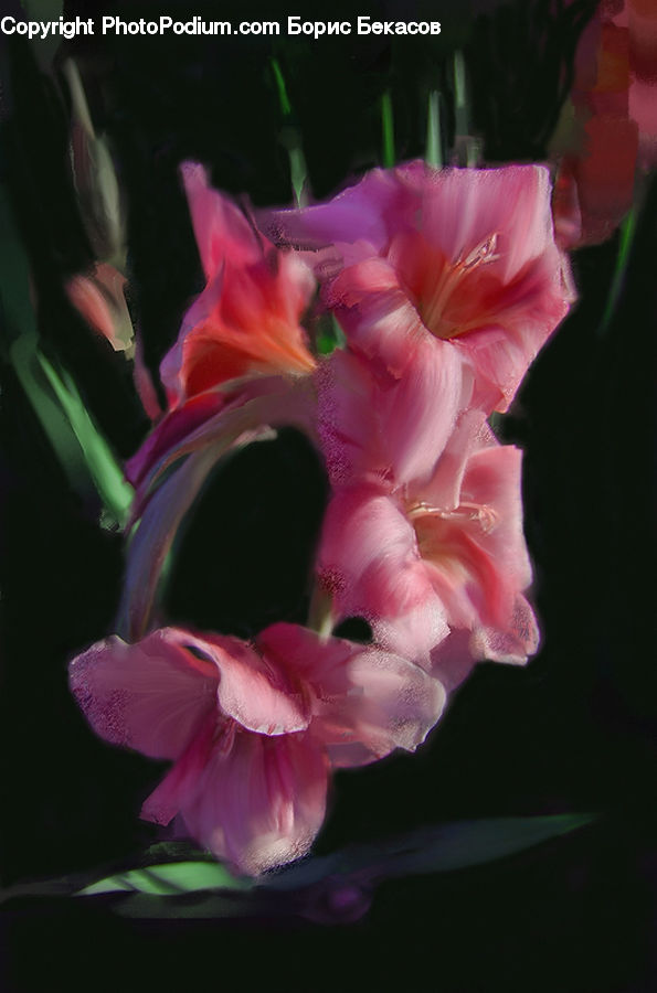 Flora, Flower, Gladiolus, Plant