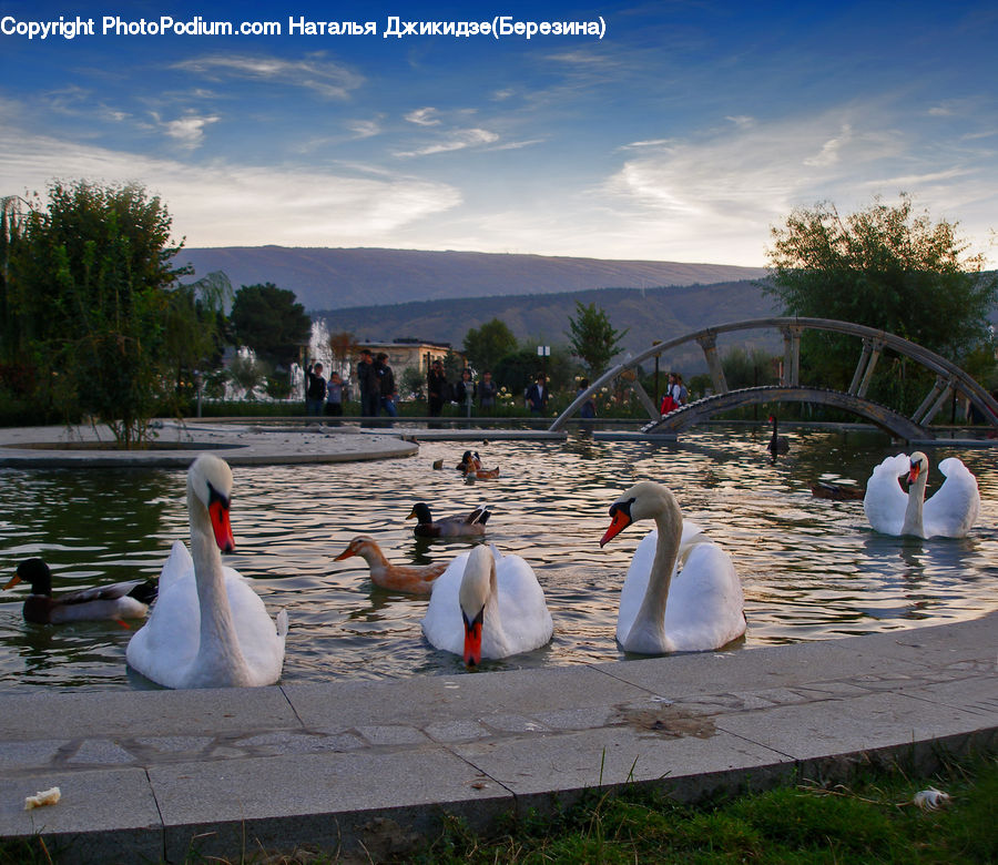 People, Person, Human, Bird, Waterfowl, Swan, Boat