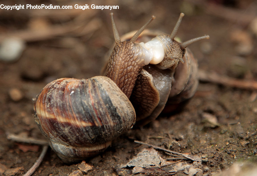 Invertebrate, Snail, Garlic, Plant