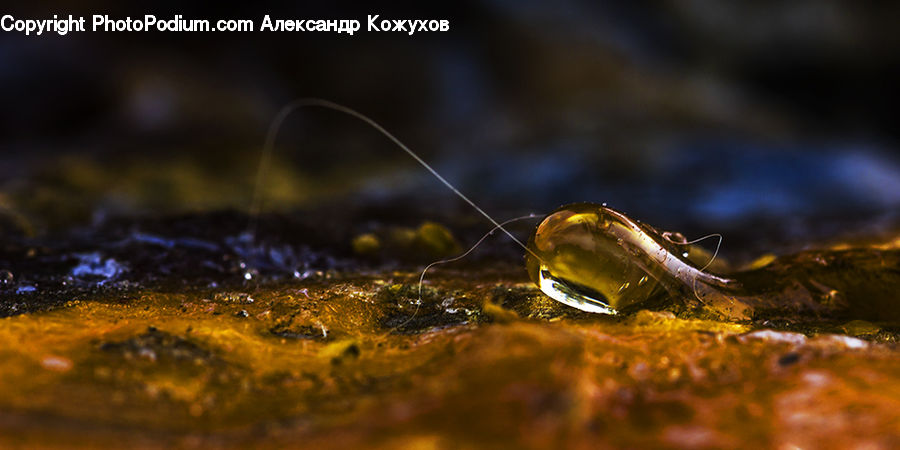 Moss, Plant, Field, Grass, Grassland, Cockroach, Insect