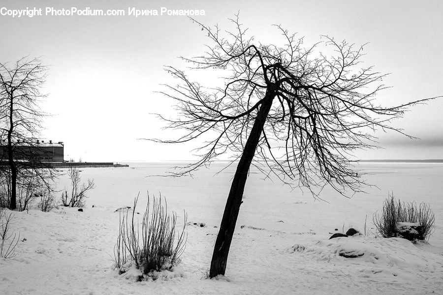 Ice, Outdoors, Snow, Plant, Tree, Cabin, Hut