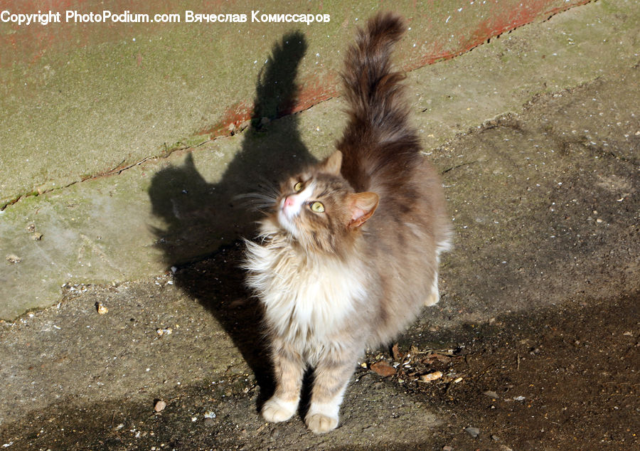 Animal, Canine, Dog, Mammal, Papillon, Pet, Spaniel