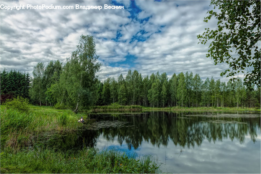 Land, Marsh, Outdoors, Swamp, Water, Conifer, Fir