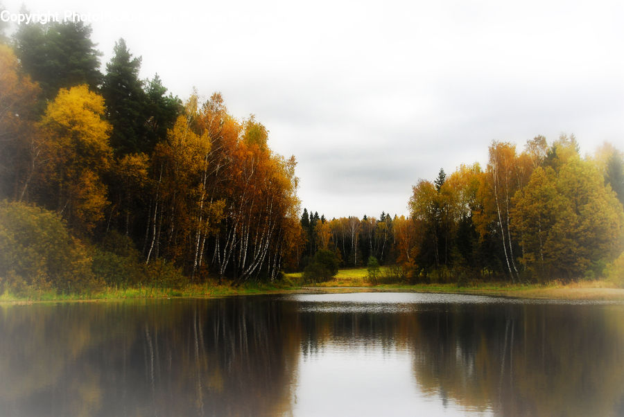 Outdoors, Pond, Water, Conifer, Fir, Plant, Tree