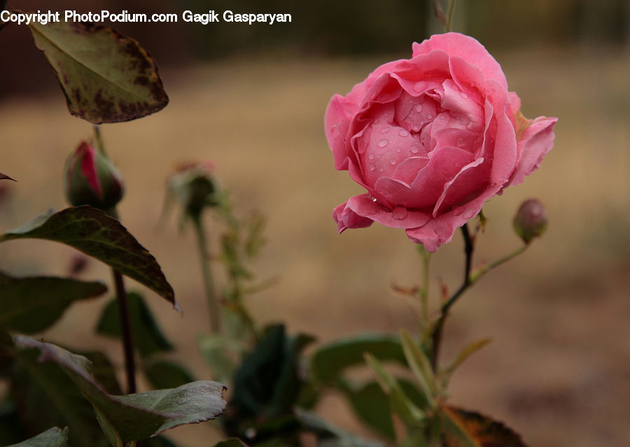 Blossom, Flower, Plant, Rose, Bud, Bird, Quail