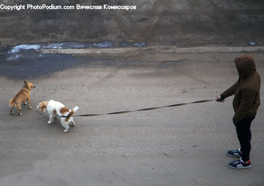 Human, People, Person, Leash, Strap, Animal, Canine
