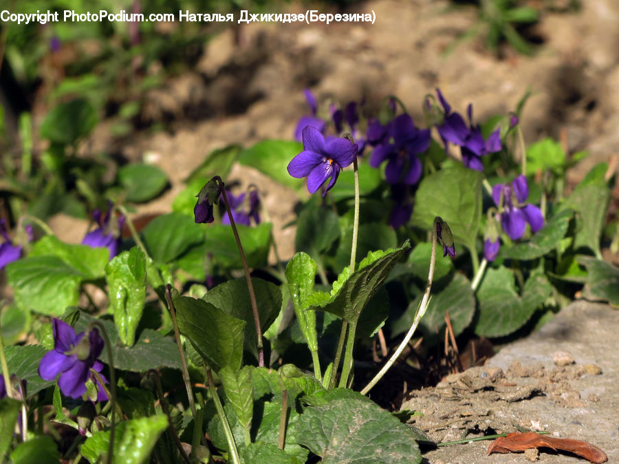 Blossom, Flora, Flower, Plant, Violet, Geranium, Acanthaceae